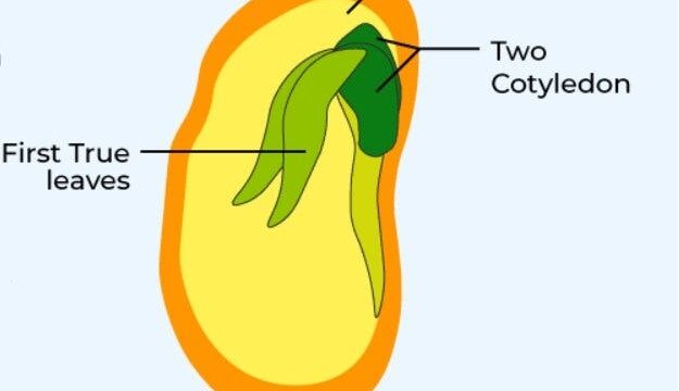 Is Everyone Born With The Islamic Nature?